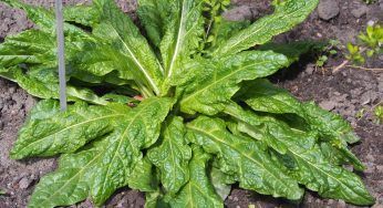Mandragora pianta: dove si trova e perchè fa male?