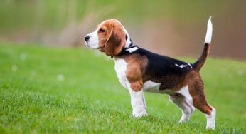 Quanto vive un beagle? Età, consigli, malattie, carattere