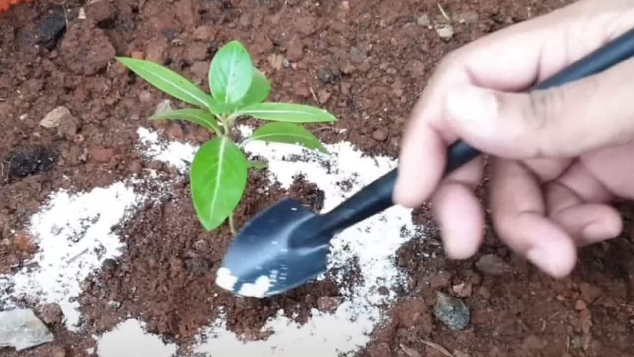 Bicarbonato en plantas