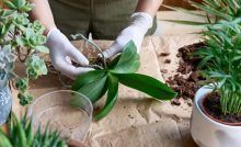 Curare le foglie di orchidee