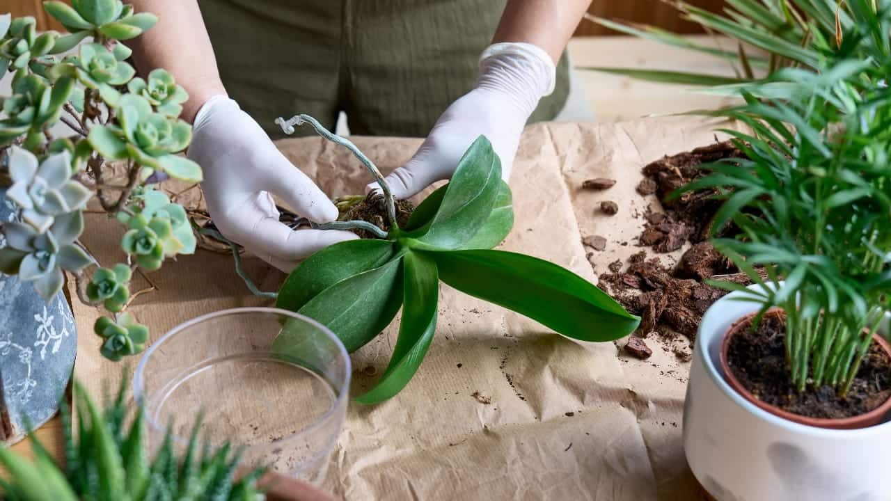 Curare le foglie di orchidee
