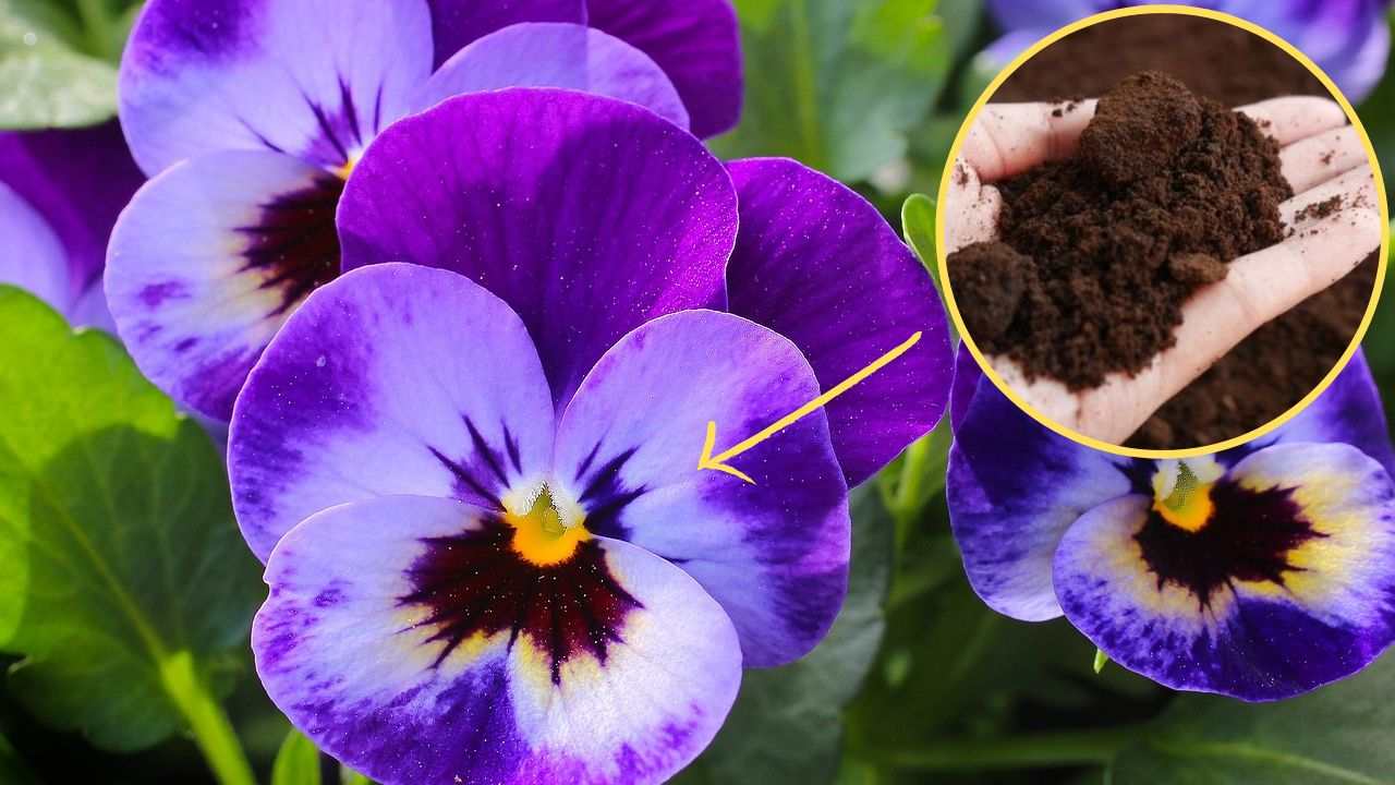 Fertilizante de posos de café hágalo usted mismo jardín