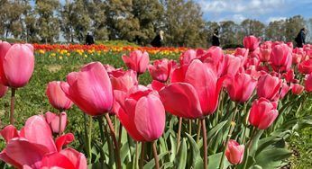 A Torre in Pietra torna Tulipani di Barbabianca