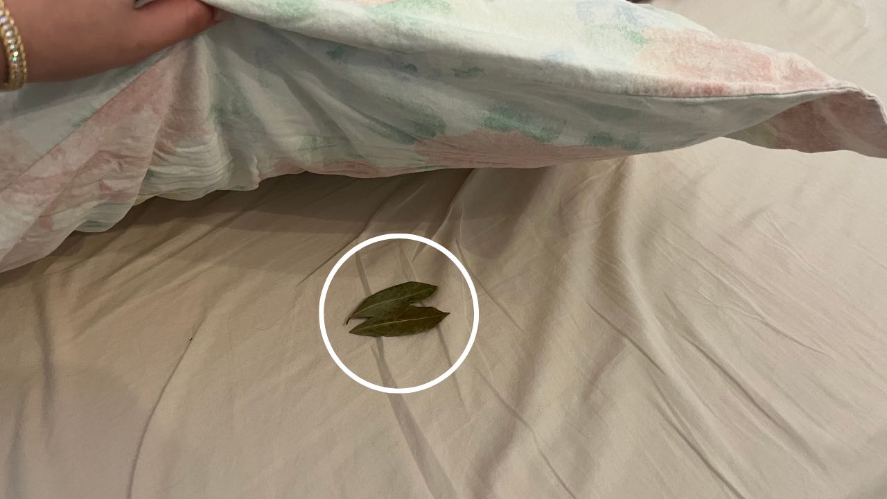 Laurel debajo de la almohada