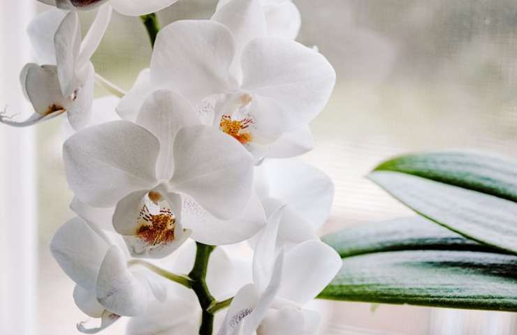 orquídea si colocas aquí florece 10 años lo que es lugar ideal en la casa