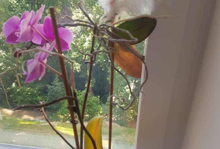 foglie gialle orchidee
