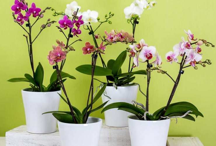 orchidee giorni